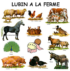 Lubin à la ferme