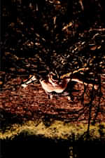 ego_illus